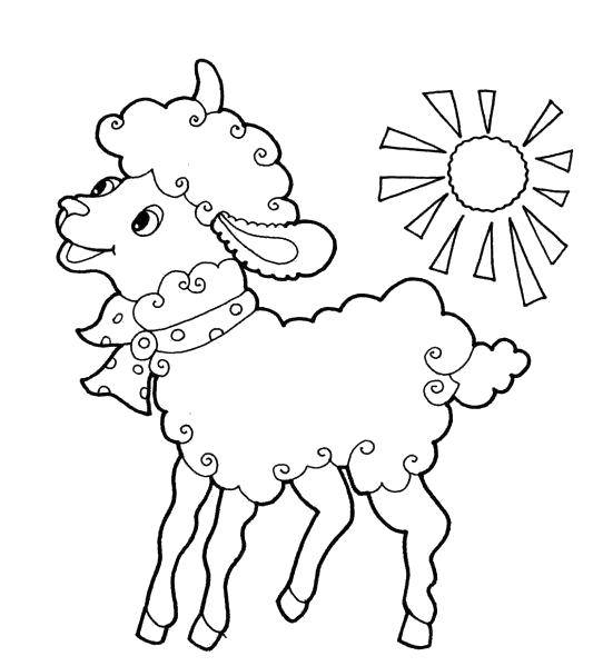 Розмальовки  Овечка під сонечком. Завантажити розмальовку Тварини, овечка.  Роздрукувати ,домашні тварини,