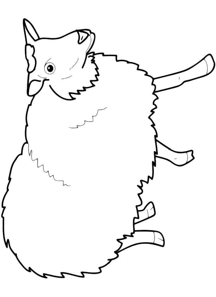 Розмальовки  Пухнаста овечка. Завантажити розмальовку Тварини, овечка.  Роздрукувати ,домашні тварини,