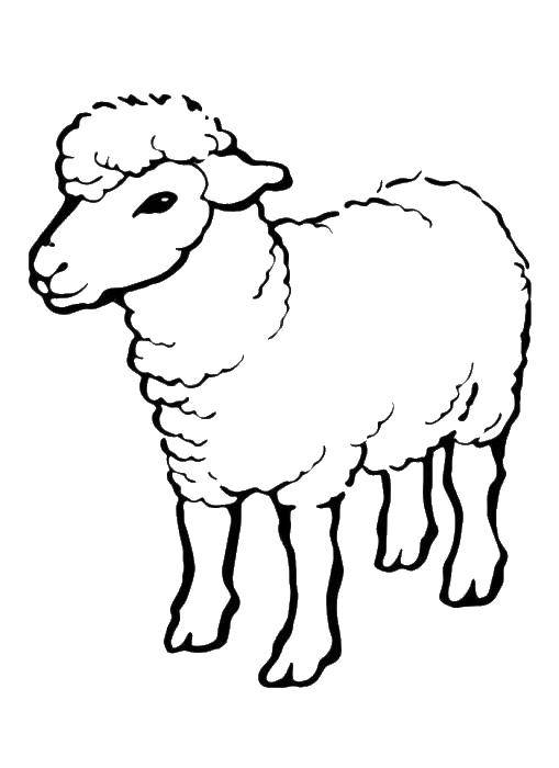 Coloring Lamb.. Category Pets allowed. Tags:  Animals, lamb.