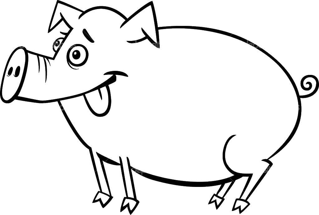 Название: Раскраска Глупая свинка. Категория: домашние животные. Теги: Животные, свинка.