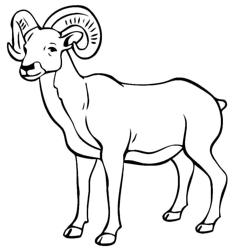 Coloring Mountain argali. Category Pets allowed. Tags:  Animals, such as argali.