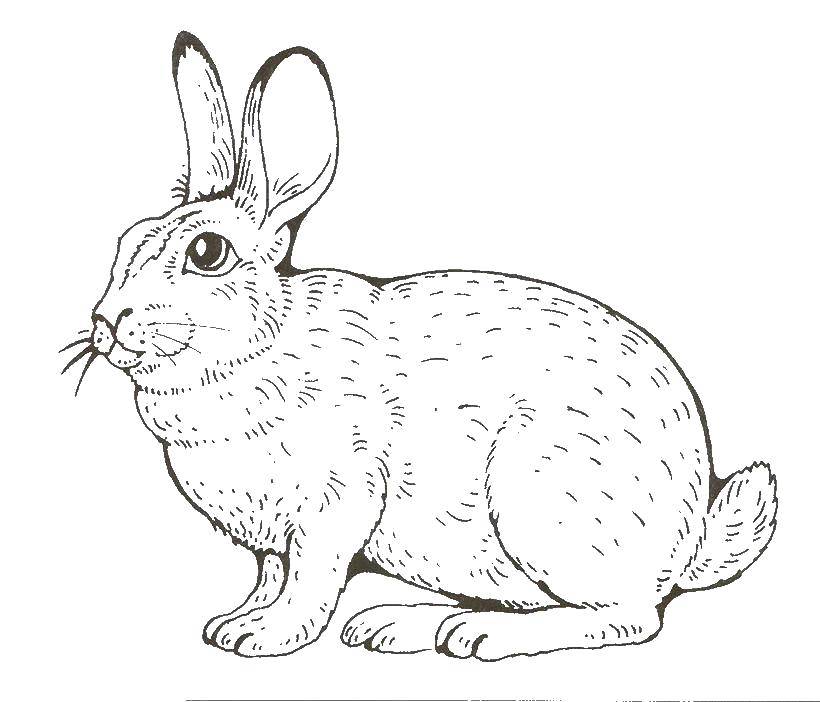 Название: Раскраска Хорошенький кролик. Категория: домашние животные. Теги: Животные, зайчик.
