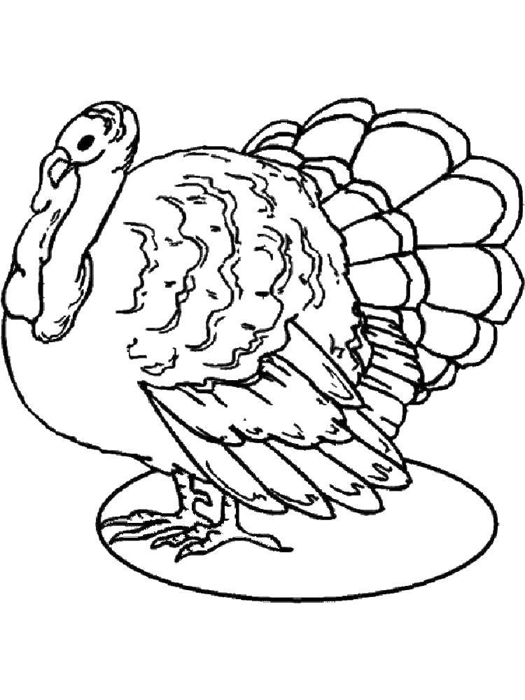 Coloring Large Turkey. Category Pets allowed. Tags:  Birds.