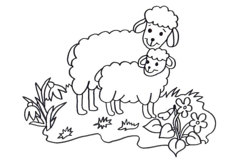 Coloring Mother sheep with lamb. Category Pets allowed. Tags:  Animals, sheep.