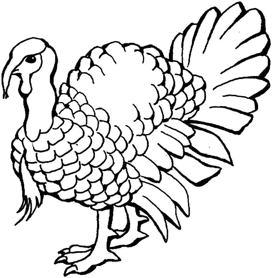 Coloring Nosy Turkey. Category Pets allowed. Tags:  Birds.