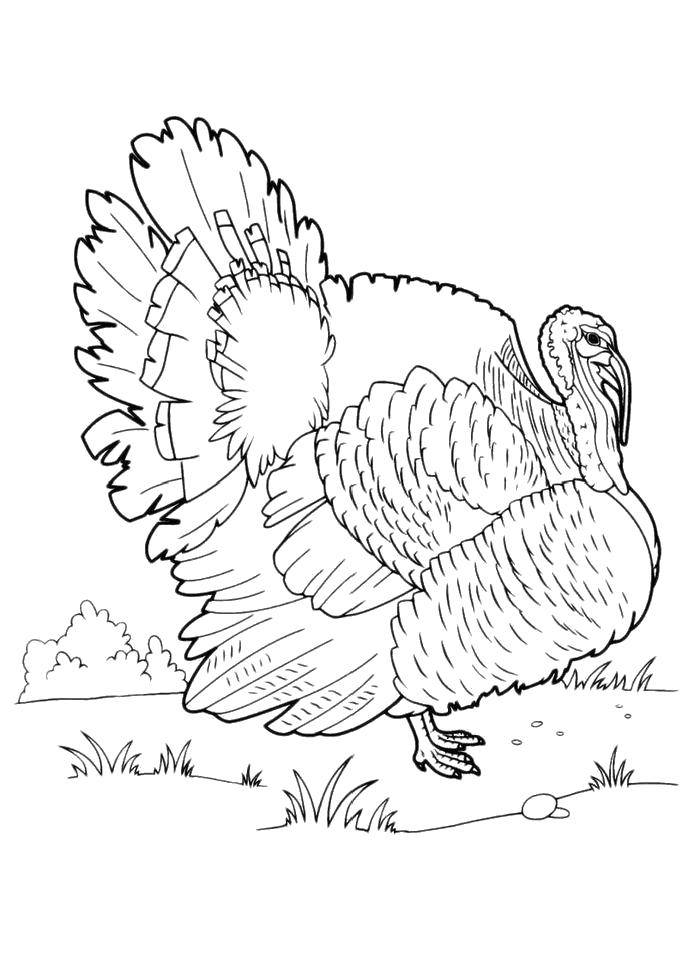 Coloring A huge gobbler. Category Pets allowed. Tags:  Birds.
