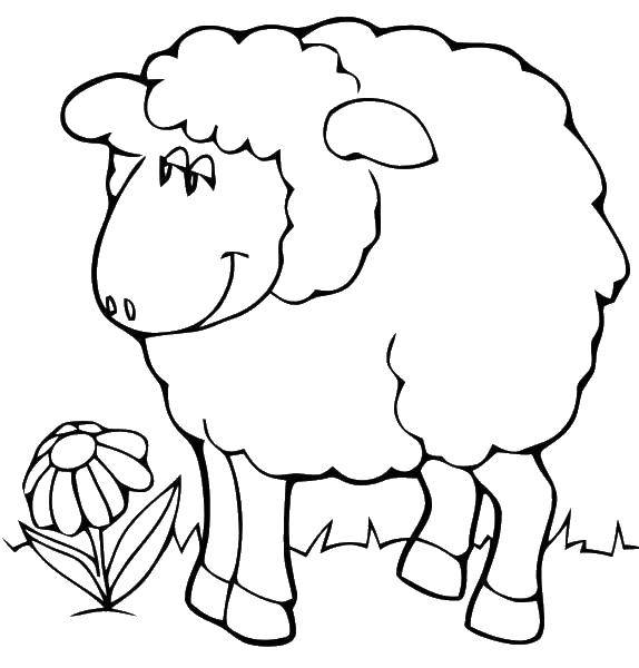 Название: Раскраска Овечка на лугу. Категория: домашние животные. Теги: Животные, овечка.