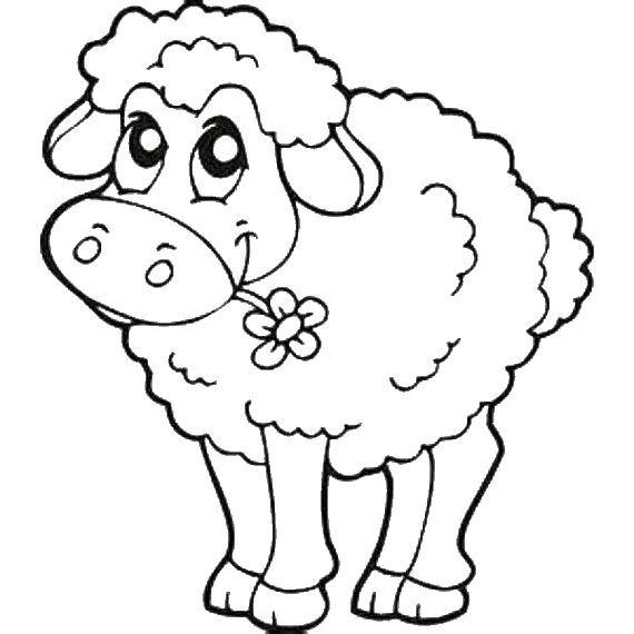 Название: Раскраска Овечка с цветочком. Категория: домашние животные. Теги: Животные, овечка.