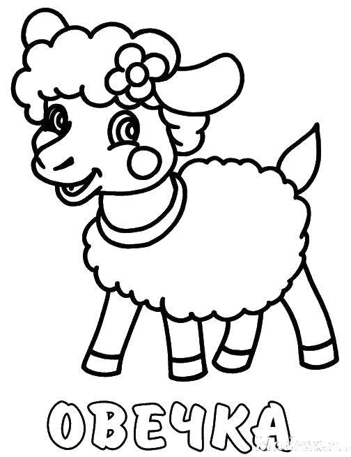 Название: Раскраска Овечка.. Категория: домашние животные. Теги: Животные, овечка.
