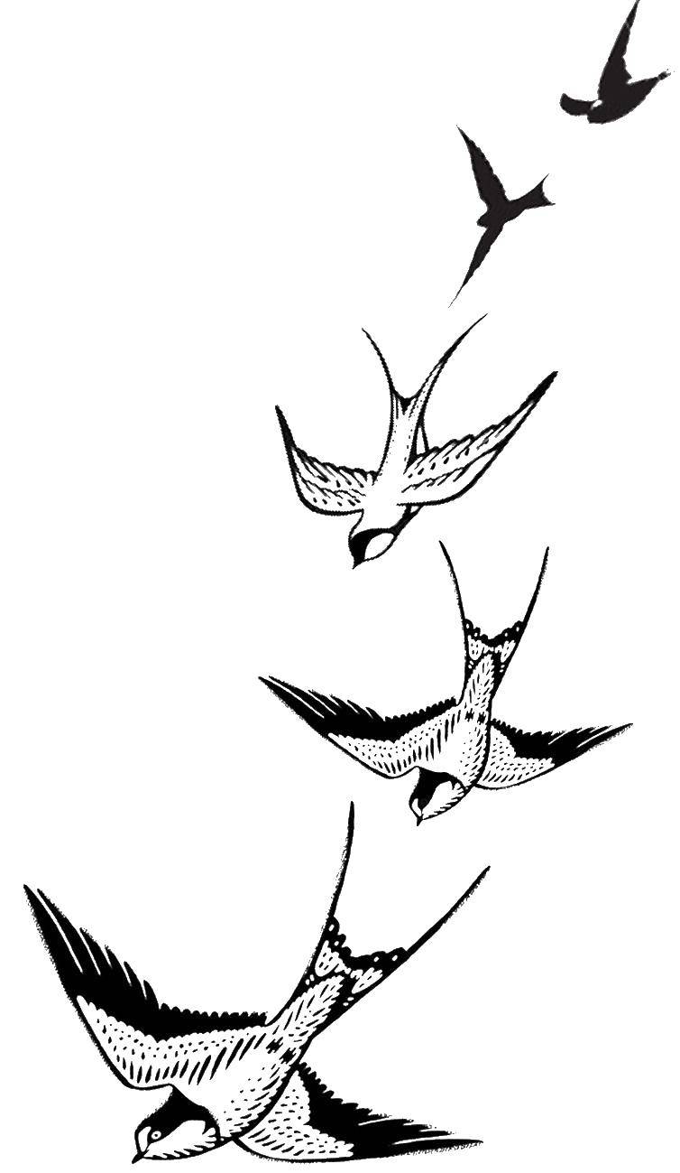 Coloring Soaring swallows. Category The contours for cutting out the birds. Tags:  Birds.