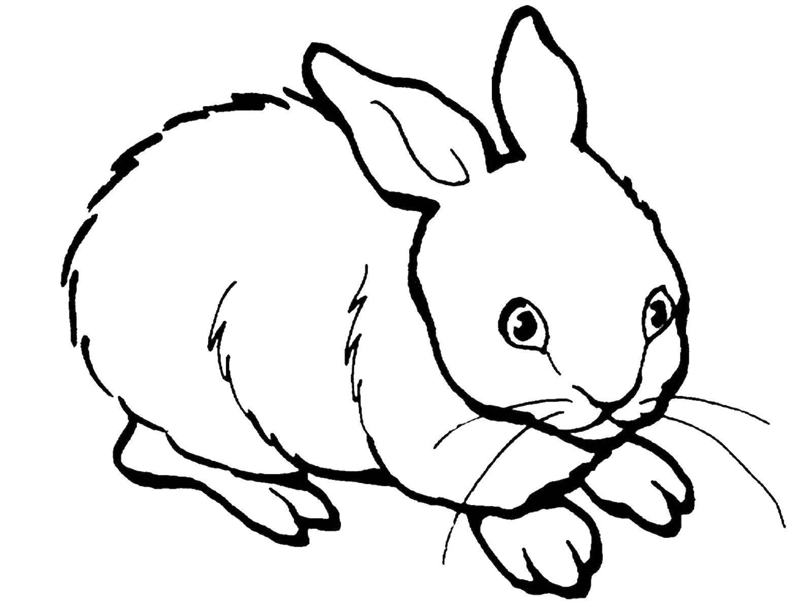 Coloring Coward. Category Pets allowed. Tags:  Animals, Bunny.