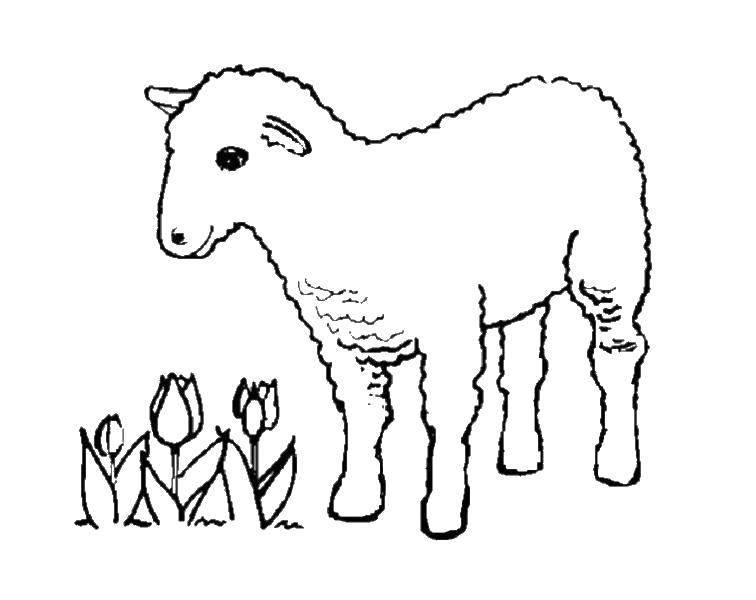 Название: Раскраска Ягненок у тюльпанов. Категория: домашние животные. Теги: Животные, овечка.