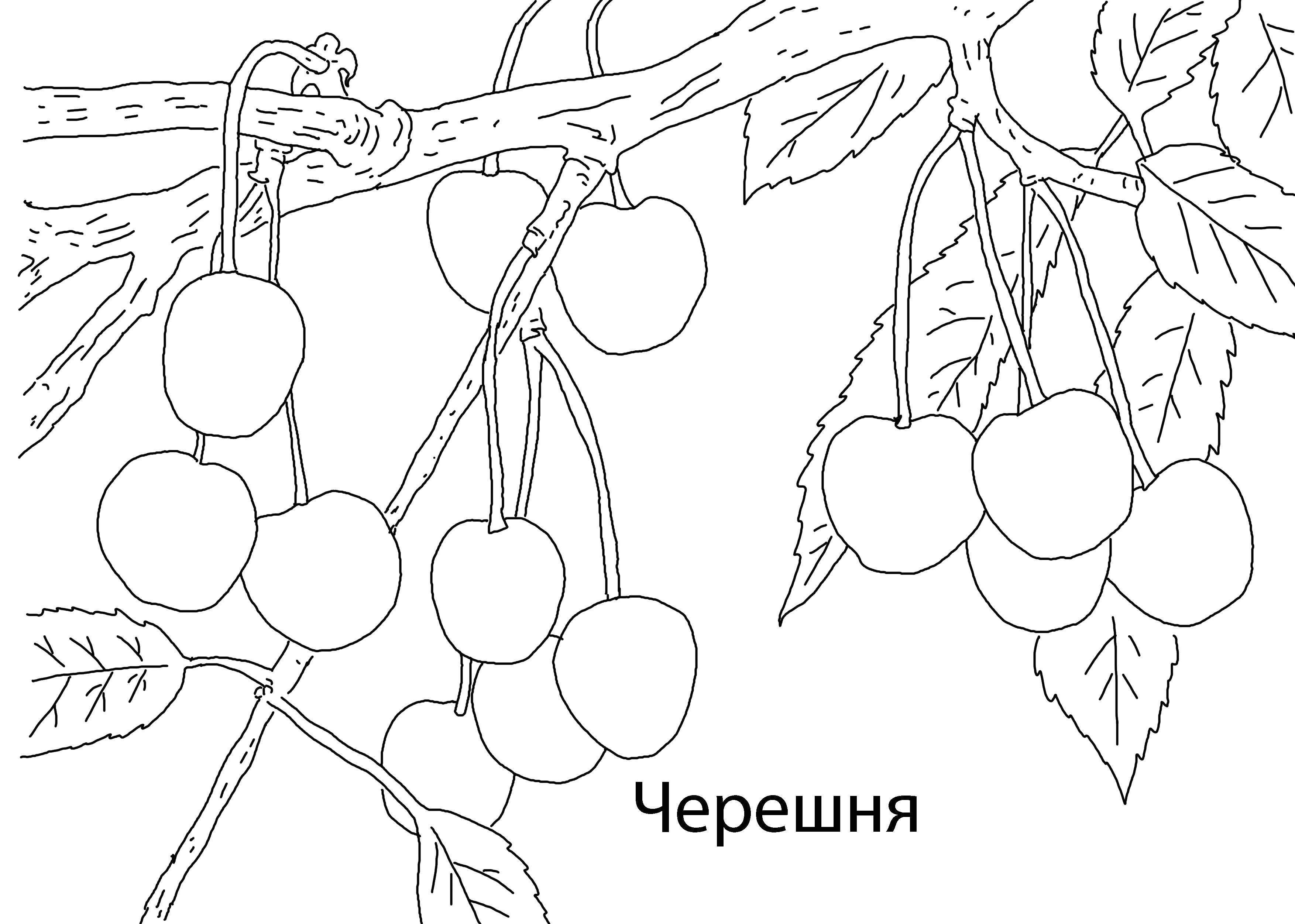 Coloring Cherry. Category berries. Tags:  Berries.