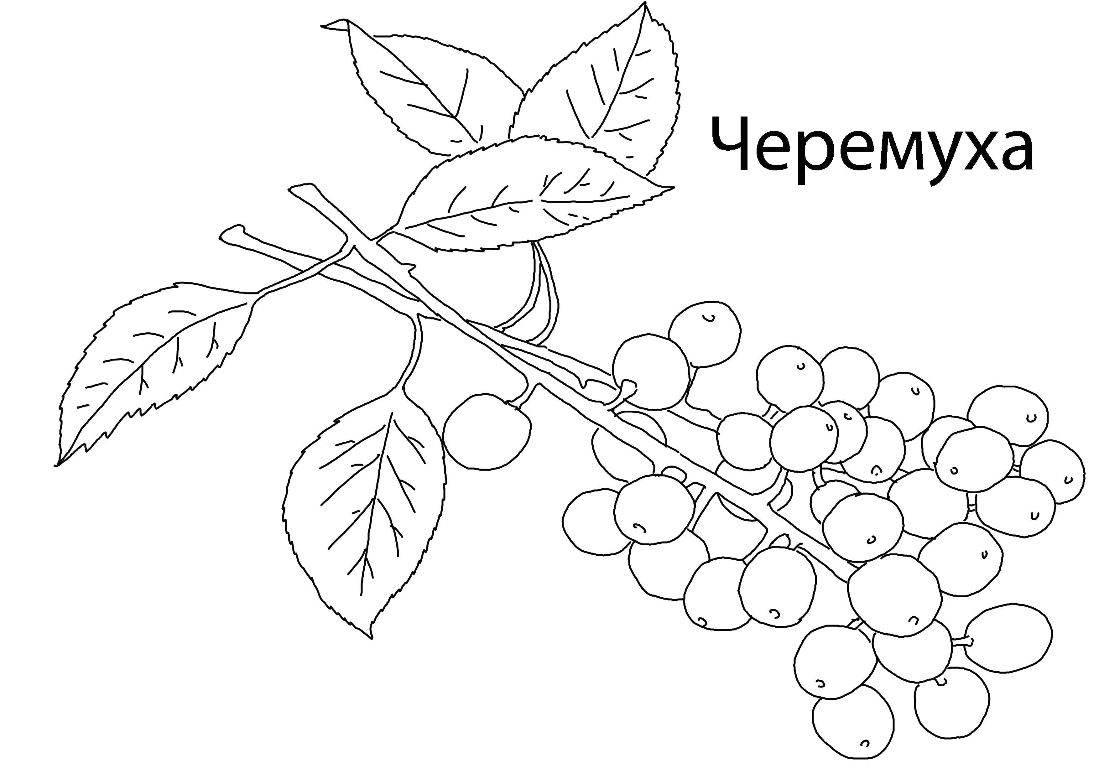 Coloring Cherry. Category berries. Tags:  Berries.