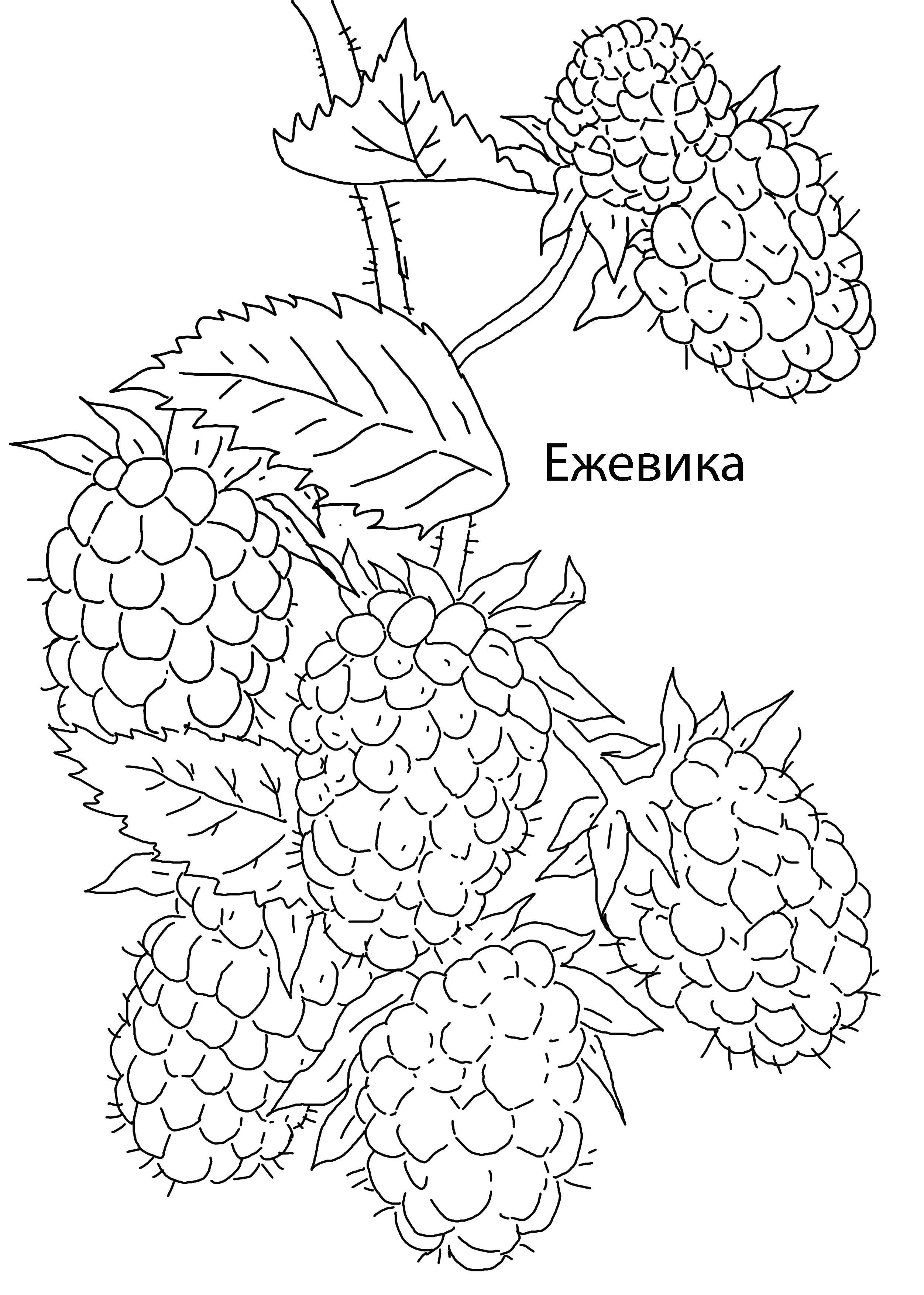 Coloring Ezhevichka. Category berries. Tags:  Berries.