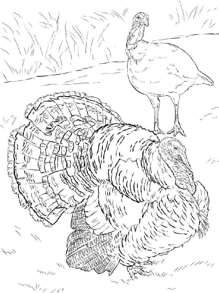 Coloring Turkeys on a walk. Category Pets allowed. Tags:  Birds.
