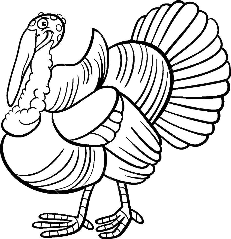 Coloring Funny Turkey. Category Pets allowed. Tags:  Birds.