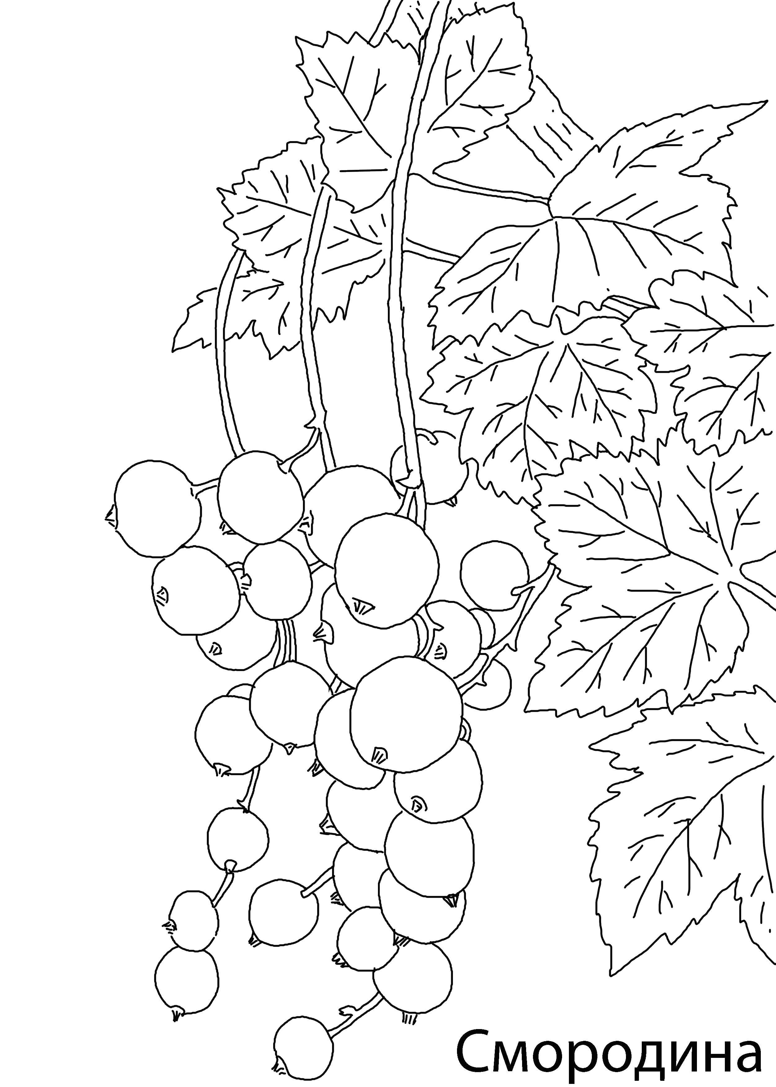 Coloring Smorodinka. Category berries. Tags:  Berries.