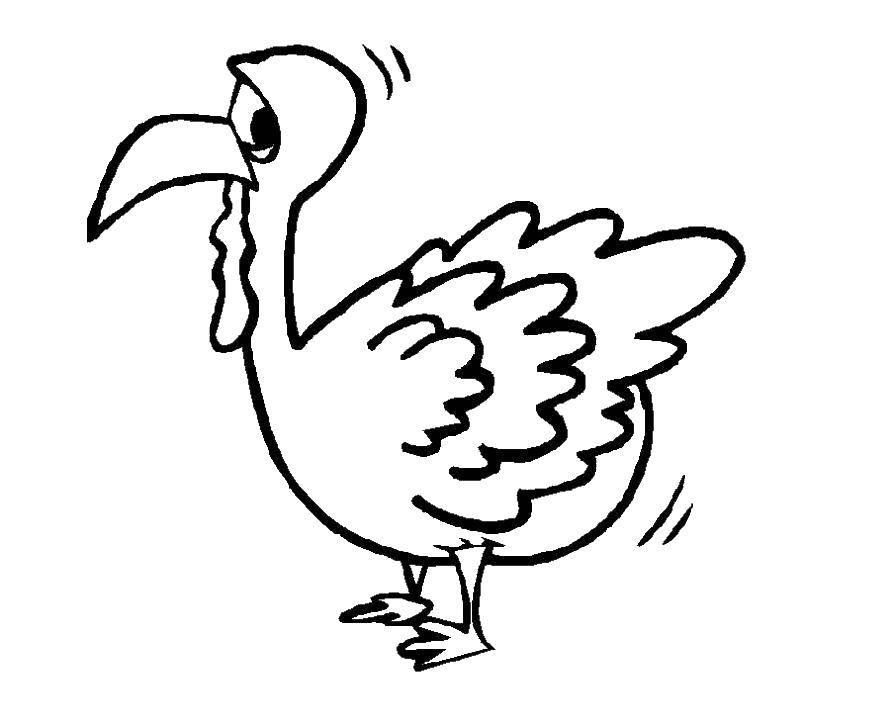 Coloring Cowardly Turkey. Category Pets allowed. Tags:  Birds.