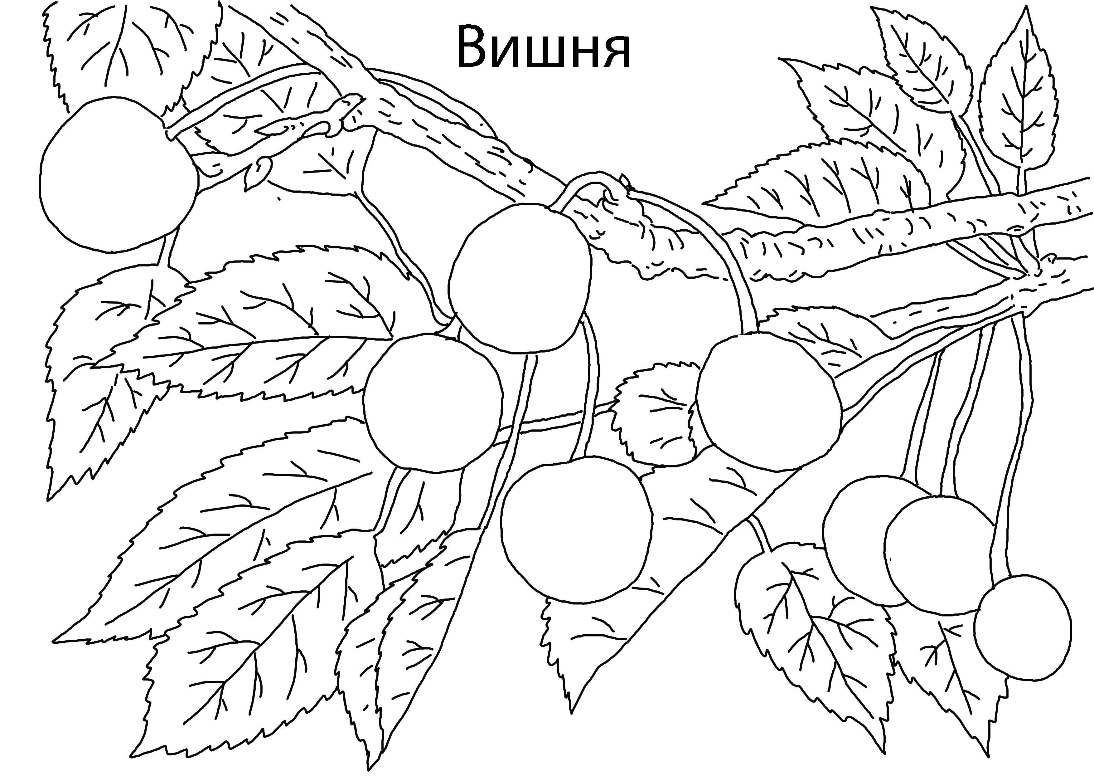 Coloring Cherry. Category berries. Tags:  Berries, cherry.