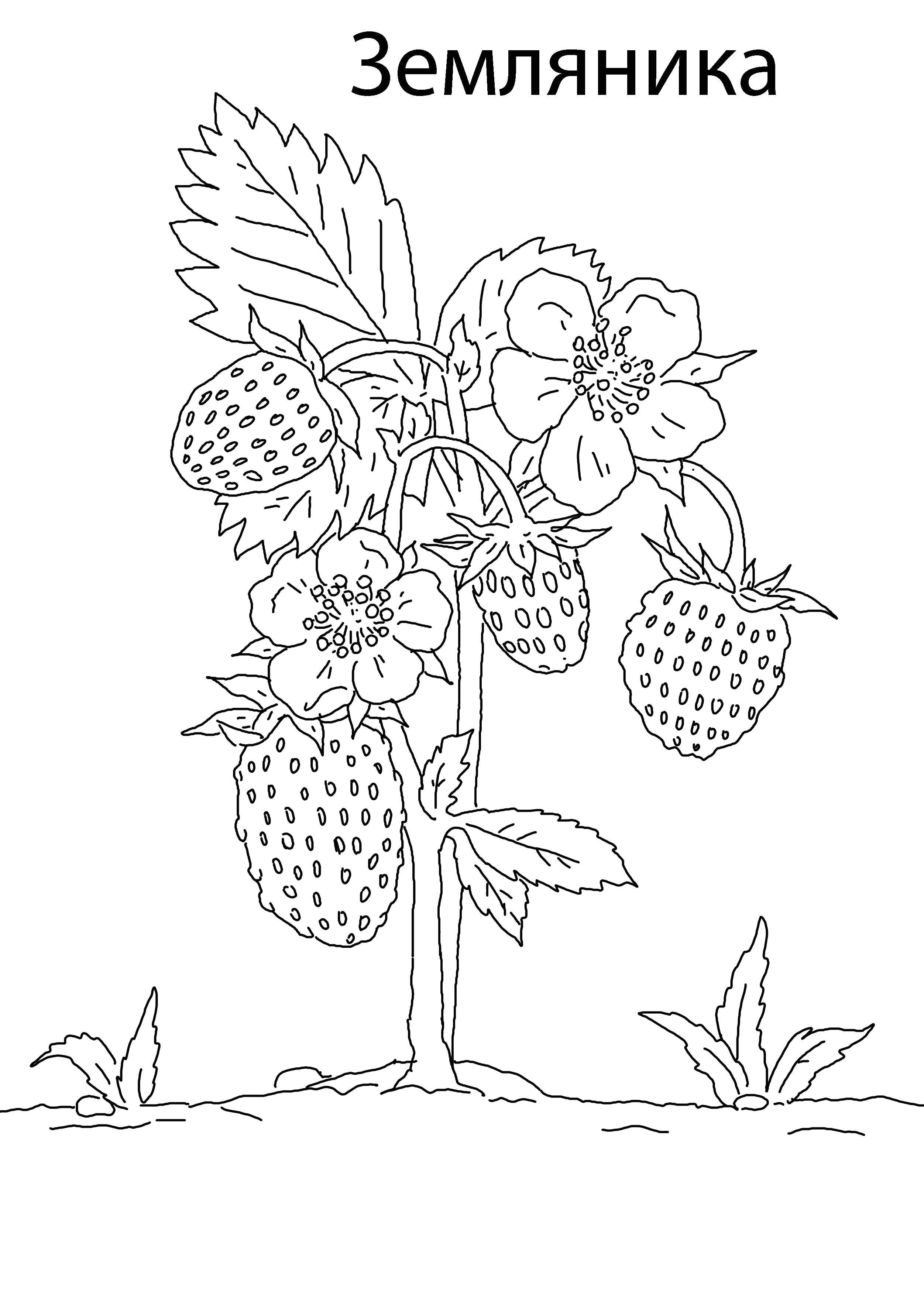 Coloring Strawberry. Category berries. Tags:  Berries.
