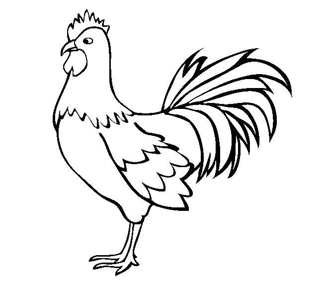 Coloring Graceful cock. Category birds. Tags:  Birds, cock.