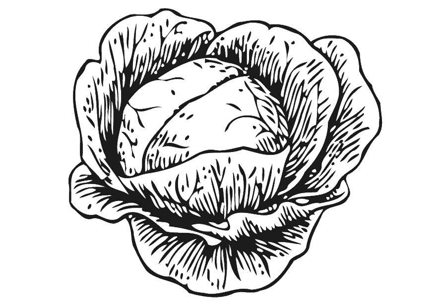 Coloring Cabbage. Category vegetables. Tags:  Vegetables.