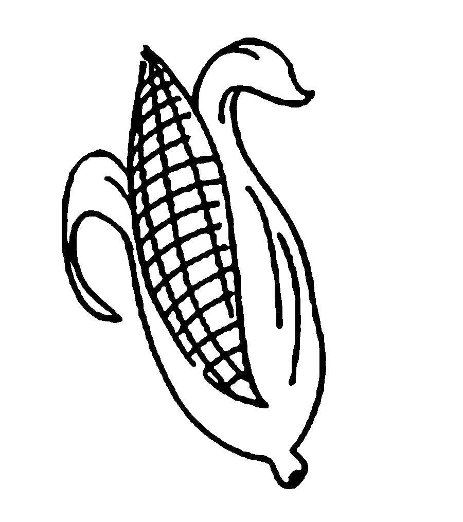 Coloring Corn on the cob. Category vegetables. Tags:  Vegetables.