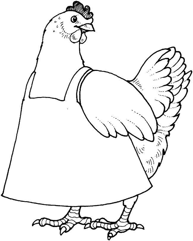 Coloring Chicken in apron. Category birds. Tags:  Birds.