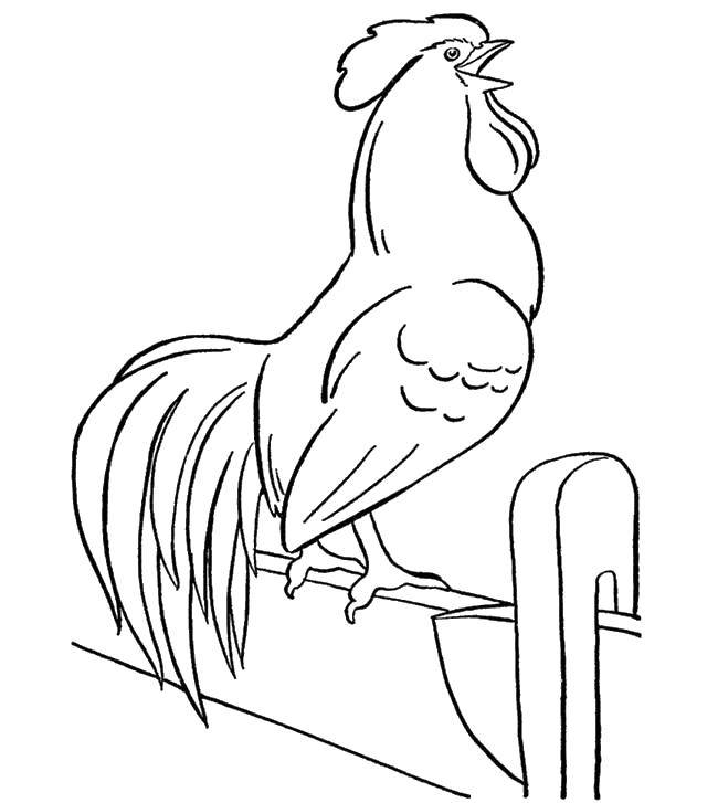 Coloring A rooster on a perch. Category birds. Tags:  Birds, cock.