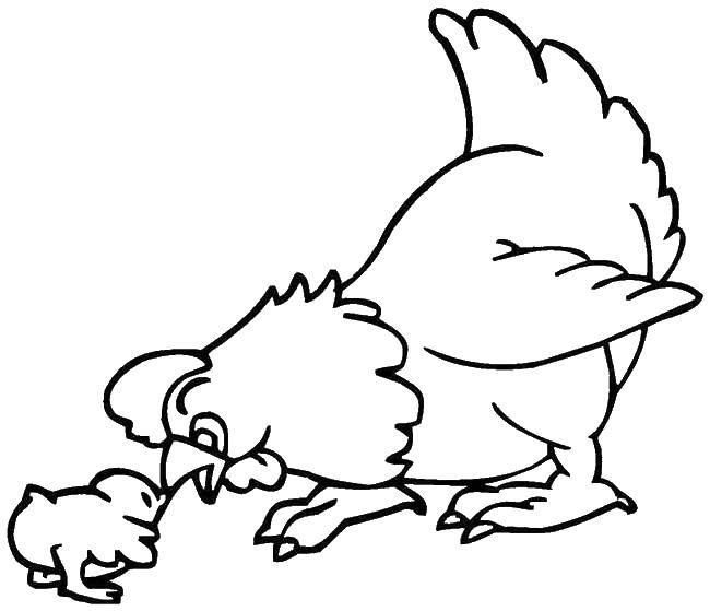 Название: Раскраска Петушок интересуется цыплёнком. Категория: птицы. Теги: Птицы, петушок.