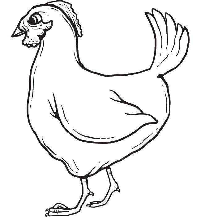 Coloring Angry chicken. Category birds. Tags:  Birds.