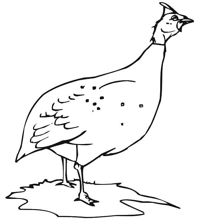 Coloring Slender chicken. Category birds. Tags:  Birds.