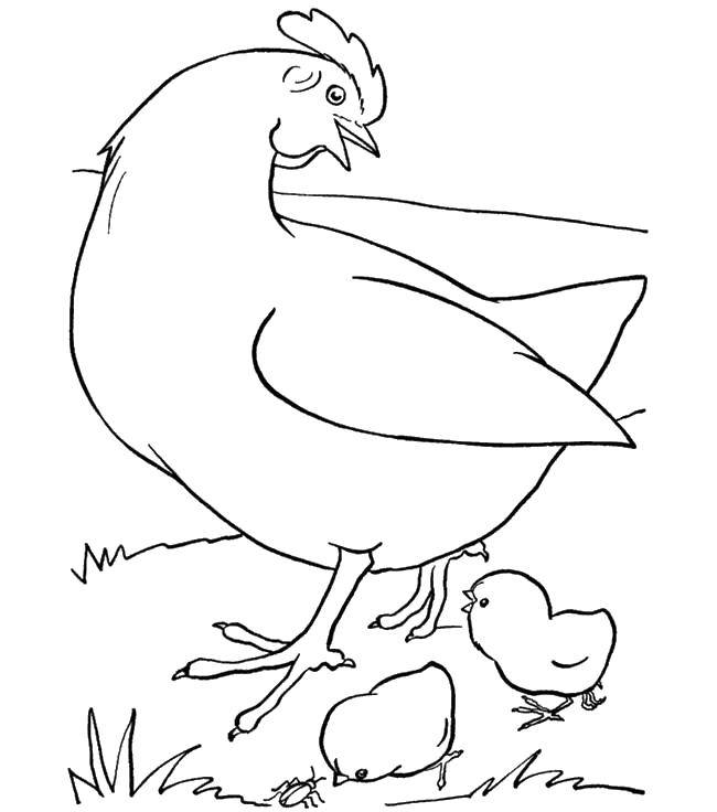 Название: Раскраска Цыплятки около мамы. Категория: птицы. Теги: Птицы.