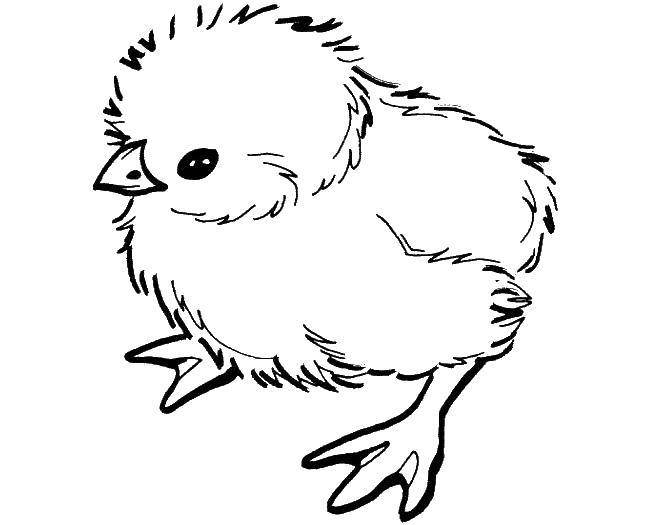 Название: Раскраска Цыплёночек.. Категория: птицы. Теги: Птицы, цыплята.
