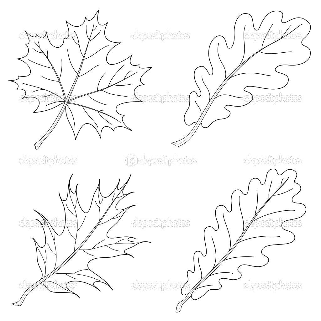 Coloring Maple leaf and oak. Category The contours of the leaves. Tags:  Leaves, tree.