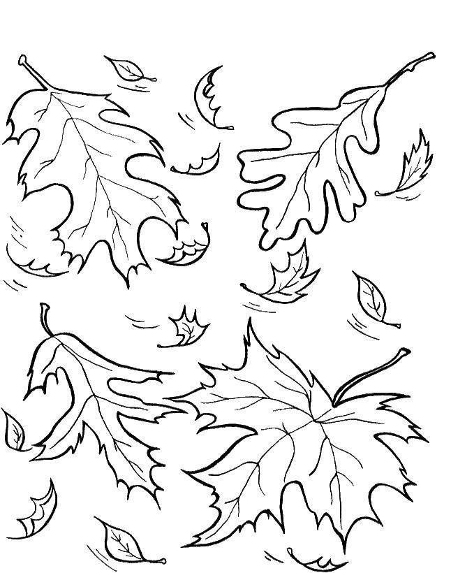 Название: Раскраска Листва. Категория: осень. Теги: осень, листва, листья.
