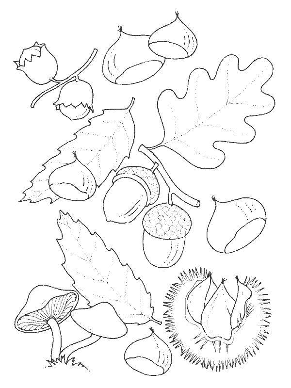 Coloring Autumn. Category autumn. Tags:  autumn, leaves, acorns, mushrooms.