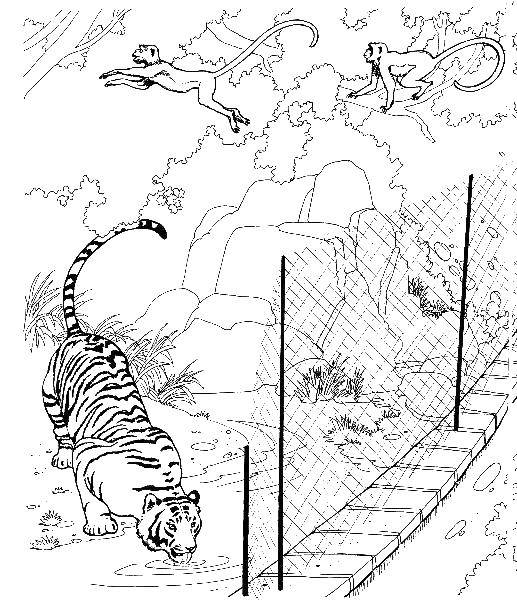 Название: Раскраска Тигр в зоопарке. Категория: Животные. Теги: тигр.