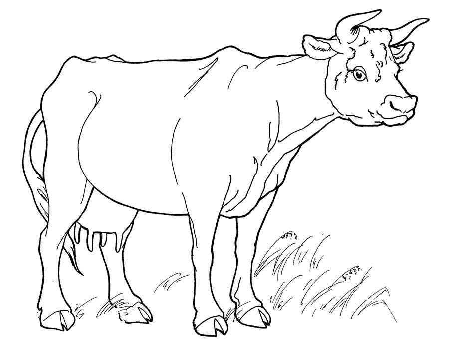 Название: Раскраска Рисунок коровы. Категория: домашние животные. Теги: корова.