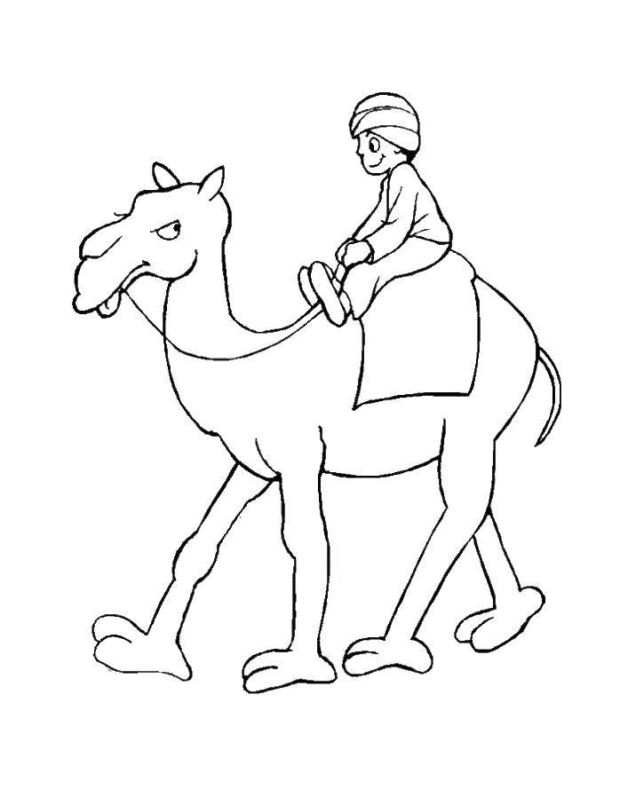 Название: Раскраска Мальчик на верблюде. Категория: Животные. Теги: верблюд, мальчик, животные.