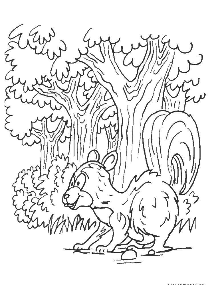Coloring Squirrel in the forest. Category the forest. Tags:  animals, forest, squirrel.