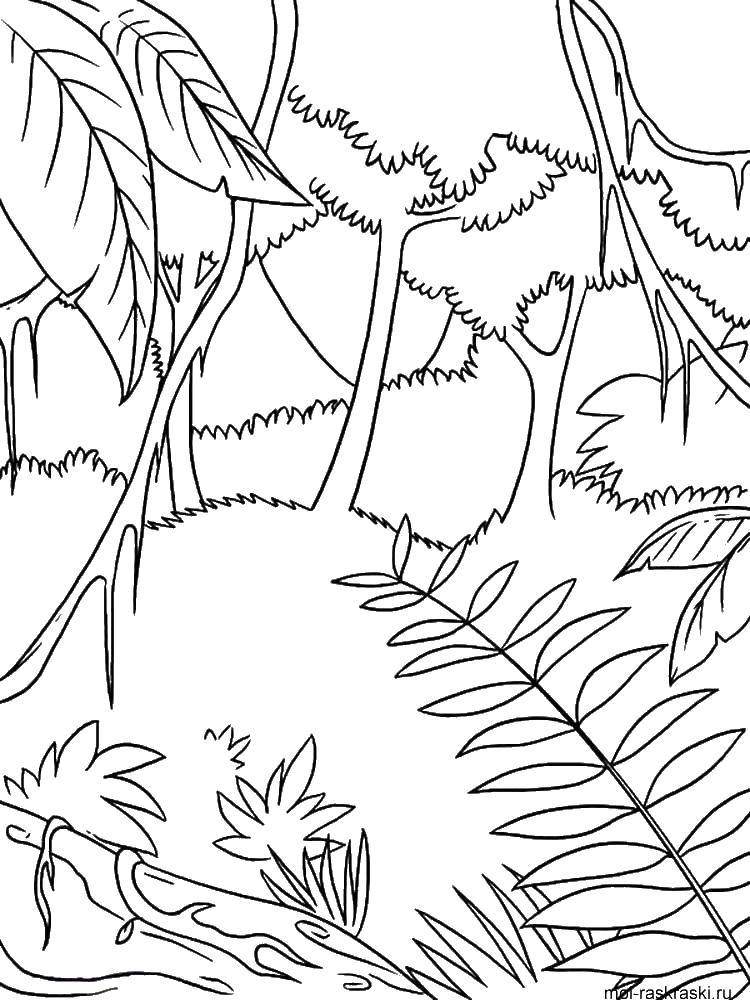 Coloring Nature, forest, jungle. Category Nature. Tags:  forest, jungle, nature.