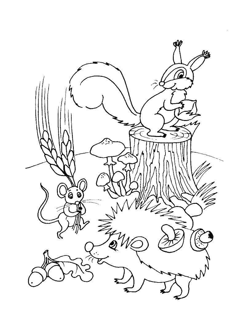 Coloring Forest animals gather their own food. Category Animals. Tags:  Forest, animals, hedgehog, squirrel, mouse, stump.