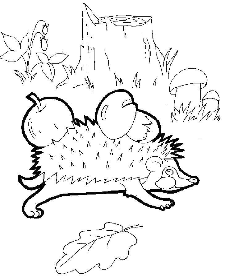 Coloring The hedgehog collects berries and mushrooms. Category Animals. Tags:  Forest, hedgehog, Apple, mushroom, tree stump.