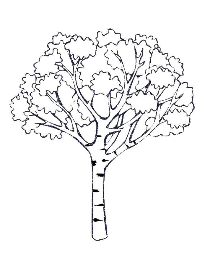 Название: Раскраска Береза. Категория: дерево. Теги: дерево.