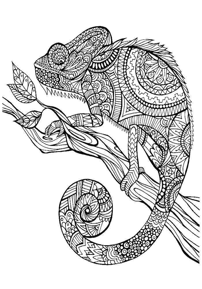 Coloring Anti-stress chameleon. Category coloring antistress. Tags:  Bathroom with shower.