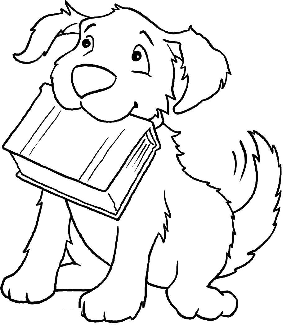 Название: Раскраска Собака с книгой. Категория: Животные. Теги: собака, книга, животные.