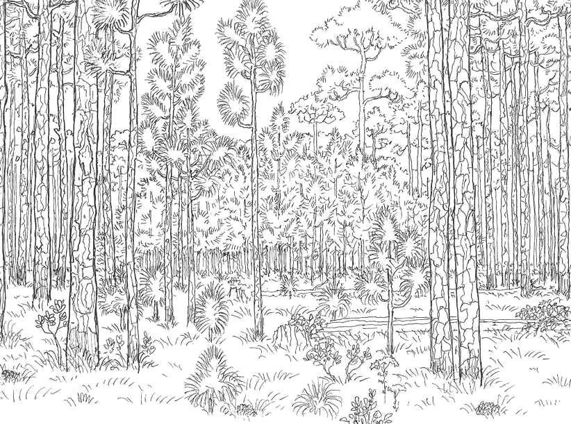 Розмальовки  Високі дерева, чагарники, природа лісу. Завантажити розмальовку ліс, природа, дерева.  Роздрукувати ,ліс,