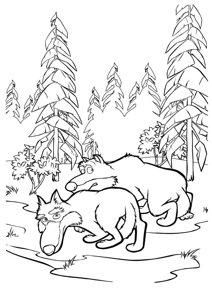 Coloring Wolves. Category the forest. Tags:  Masha, Bear.